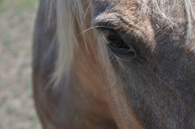 closeup of horse's face